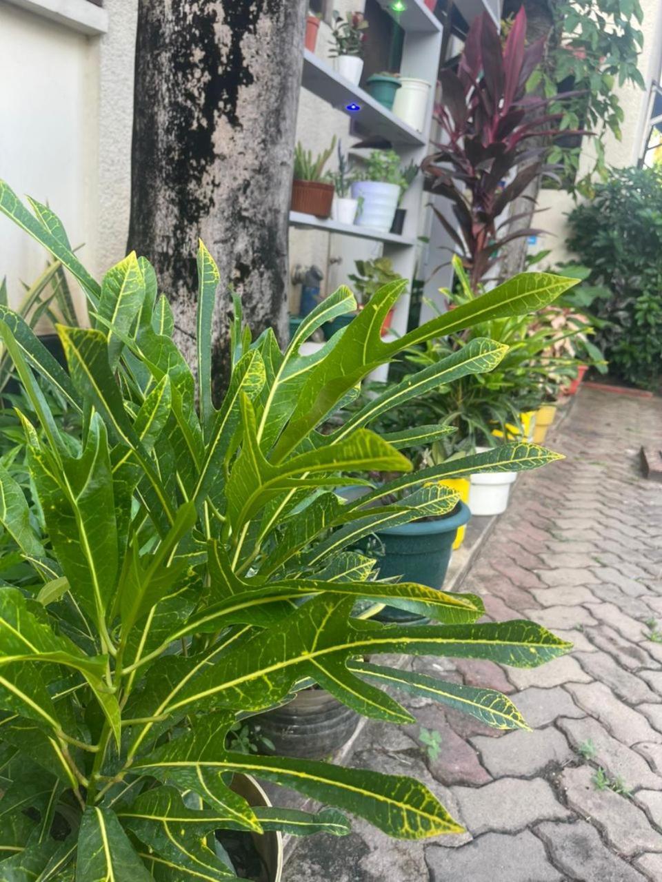 Bed and Breakfast L&J Modern Backpackers Kinondoni à Dar es Salaam Extérieur photo